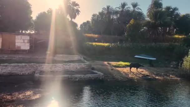 Beautiful Sandy Landmark Faluca Traditional Boat Sailing Nile River Bank — Stok video