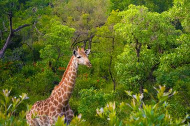 Bir zürafa, Kruger Ulusal Parkı ormanının yemyeşil yeşillikleri arasında doğal çevresiyle kusursuz bir şekilde harmanlanırken zarifçe görülüyor..