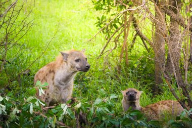 Bir sırtlan ve yavrusu ağaçlar ve çalılıklarla çevrili ağaçlık bir alanda yürürken görülüyor. Yavru, hem tetikte hem de çevresine özen gösteren annenin hemen arkasından gelir..