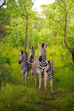 A group of zebras is seen from behind, grazing among the greenery in Kruger National Park. The lush trees and vibrant green foliage envelop the scene as the zebras blend into their natural habitat. clipart