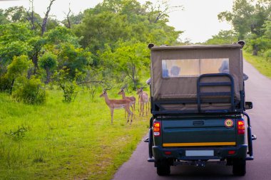 Kruger Ulusal Parkı 'ndaki bir yolda bir safari aracı park halinde, yakınlarda otlayan bir grup turist görülüyor. Yeşillik ve huzur ortamı, bu ünlü Güney Afrika 'da sabah ya da akşam üstü vahşi yaşamla karşılaştığımızı gösteriyor.