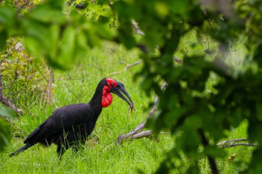 Kırmızı gagalı siyah bir kuş yeşil çimlerin üzerinde duruyor ve bitki örtüsünün içindeki kendine özgü rengini sergiliyor..