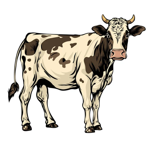 Comic Αγελάδα Διανύσματα Χρωματισμός Σελίδα Διανυσματική Απεικόνιση Color Λευκό Φόντο — Διανυσματικό Αρχείο