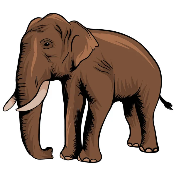 白色背景图上的卡通风格大象 — 图库矢量图片