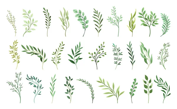 Set Groene Plantentakken Prachtige Botanische Elementen Met Verschillende Bladeren Kruidenstickers — Stockvector