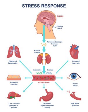 Stres tepkisi anatomik şeması. Vücudun iç süreçlerinin sinirsel ve humoral düzenlemeleri. Adrenal bezler ACTH etkisi altında adrenalin ve kortizol üretir. Çizgi film düz vektör çizimi