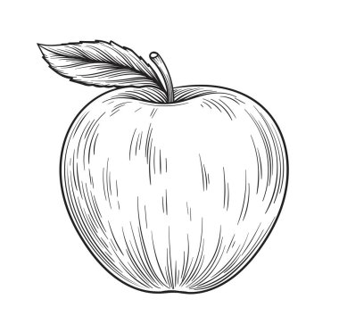 Elle çizilmiş elma. Yaratıcılık ve sanat, kalem çizimi. Web sitesi için minimalist poster ya da afiş. Çiftçilik ve tarım. Sağlıklı yiyecekler, doğal ve organik ürünler. Çizgi film düz vektör çizimi