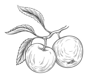 Elle çizilmiş elma dalı. Hasat, tarım ve tarım. Bitkiler, biyoloji, doğa, çevre. Kumaş, poster ya da afiş basmak için grafiksel öge. Çizgi film düz vektör çizimi