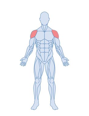 Erkek kas anatomisi konsepti. Eğitimler ve egzersizler için vurgulanmış deltoid kaslı bir adam figürü. Bilgi grafikleri için tasarım ögesi. Çizgi film düz vektör çizimi beyaz arkaplanda izole edildi