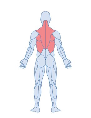 Erkek kas anatomisi. Kırmızı çizgili sırt kasları olan bir erkek vücudu. Trapezius ve latissimus dorsi kas eğitimi. Bilgi grafikleri için tasarım ögesi. Çizgi film düz vektör çizimi beyaz üzerine izole edildi