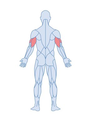 Erkek kas anatomisi konsepti. Arkadan bak. Kolunu uzatmak için altı çizili kol kasları olan bir erkek cesedi. Spor posteri için tasarım elemanı. Çizgi film düz vektör çizimi beyaz arkaplanda izole edildi