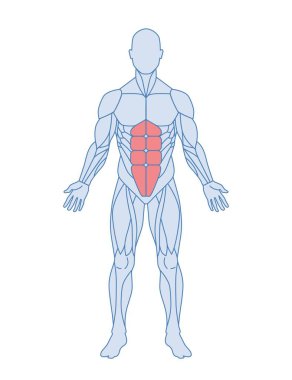 Erkek kas anatomisi. Karın kasları ya da rektus abdominisi kırmızıyla işaretlenmiş bir erkek cesedi. Tıbbi ansiklopedi için tasarım elemanı. Çizgi film düz vektör çizimi beyaz arkaplanda izole edildi