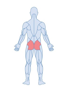 Erkek kas anatomisi konsepti. Vurgulanmış gluteus maximus kaslı karakter figürü. Antrenman ya da egzersiz. Tıbbi ansiklopedi için tasarım elemanı. Çizgi film düz vektör çizimi beyaz üzerine izole edildi