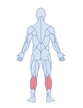 Erkek kas anatomisi konsepti. Arkadan bak. Soleus ve gastrocnemius kasları kırmızıyla işaretlenmiş erkek bacakları. Eğitim kitabı için tasarım öğesi. Çizgi film düz vektör çizimi beyaz üzerine izole edildi