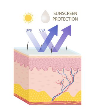 Yaz konseptinde cilt bakımı. Derisi ultraviyole radyasyondan korunmuş bilgi grafikleri. Güneş ışınlarını yansıtan güneş kremi katmanlı bir cilt. Web sitesi tasarımı. Çizgi film düz vektör çizimi
