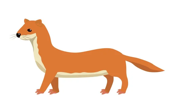 Πορτοκαλί Νυφίτσα Άγρια Ζωή Πανίδα Εκπρόσωπος Του Δάσους Κάτοικος Θηλαστικό — Διανυσματικό Αρχείο