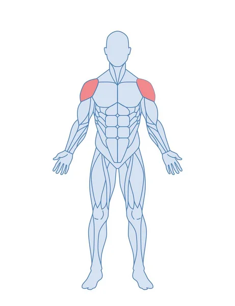 男性肌肉解剖的概念 有突出的三角肌的人的图形 用于训练和锻炼 信息图形的设计元素 在白色背景上孤立的卡通平面矢量图解 — 图库矢量图片
