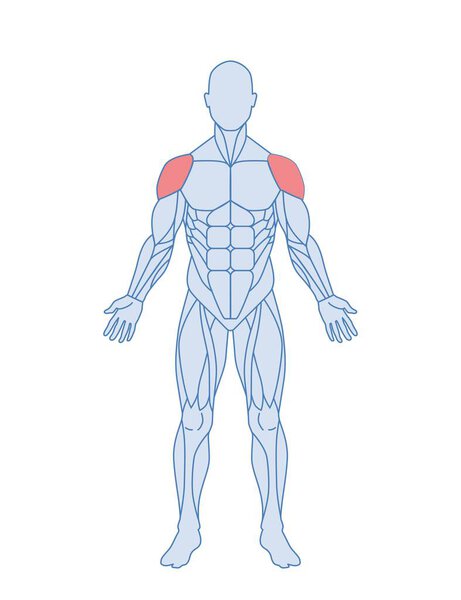 Мужская мышечная анатомия. Фигура человека с выделенными дельтовидными мышцами для тренировок и упражнений. Элемент дизайна для инфографики. Иллюстрация плоского вектора карикатуры на белом фоне