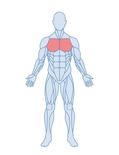 男性の筋解剖学 赤で強調した筋肉を持つ人体の回路図 生産的な動きだ 医療百科事典の設計要素 白に隔離された漫画のフラットベクトルイラスト — ストックベクタ