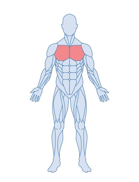 Мужская мышечная анатомия. Схема человеческого тела с грудными мышцами, выделенными красным. Аддуктивное движение. Элемент дизайна медицинской энциклопедии. Иллюстрация плоского вектора карикатуры изолирована на белом