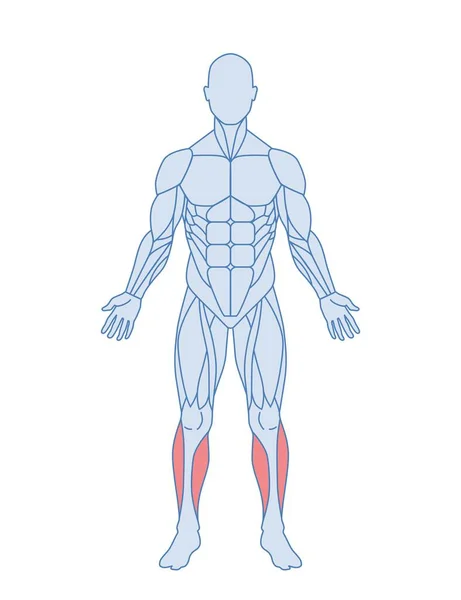 Männliche Muskelanatomie Körper Mit Vorderer Und Peronealer Tibialis Muskulatur Rot — Stockvektor