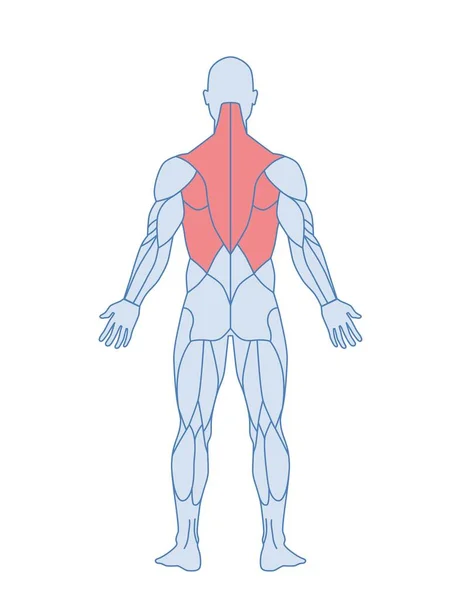 男性肌肉解剖 有红色突出背部肌肉的人的身体 Trapezius和Latissimus Dorsi肌肉训练 信息图形的设计元素 在白色上孤立的卡通平面矢量图解 — 图库矢量图片