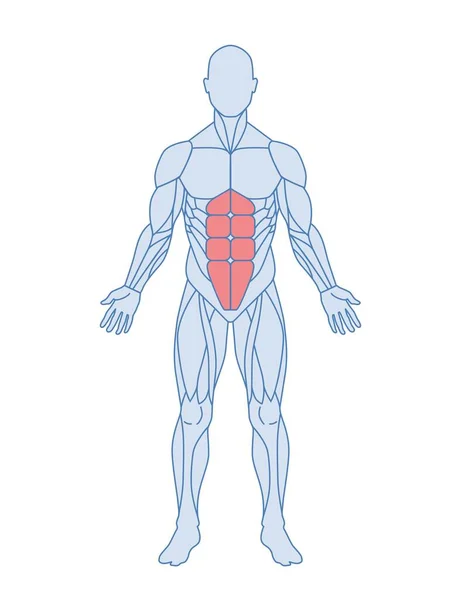Männliche Muskelanatomie Männerkörper Mit Bauchmuskeln Oder Geradlinigem Bauch Rot Hervorgehoben — Stockvektor