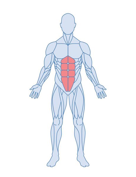 Мужская мышечная анатомия. Тело человека с мышцами живота или прямоугольной брюшной полости выделено красным. Элемент дизайна медицинской энциклопедии. Иллюстрация плоского вектора карикатуры на белом фоне