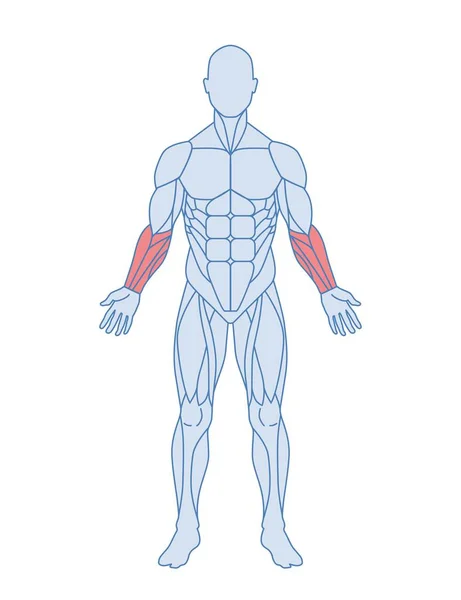 男性肌肉解剖的概念 男性前臂 有屈曲的数码礼仪 屈曲的腕骨 和叉子的花纹 教育书籍的设计元素 在白色上孤立的卡通平面矢量图解 — 图库矢量图片