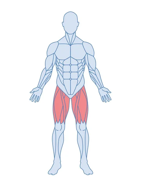 Male Muscle Anatomy Concept Body Thigh Muscles Highlighted Red Quadriceps — Stock Vector