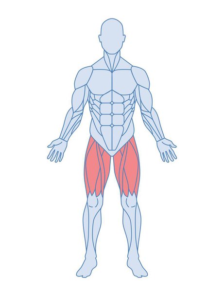 Мужская мышечная анатомия. Тело с мышцами бедра выделено красным. Четырёхглавая и аддукторная бедренная кость, сарториус. Элемент дизайна для инфографики. Иллюстрация плоского вектора карикатуры изолирована на белом