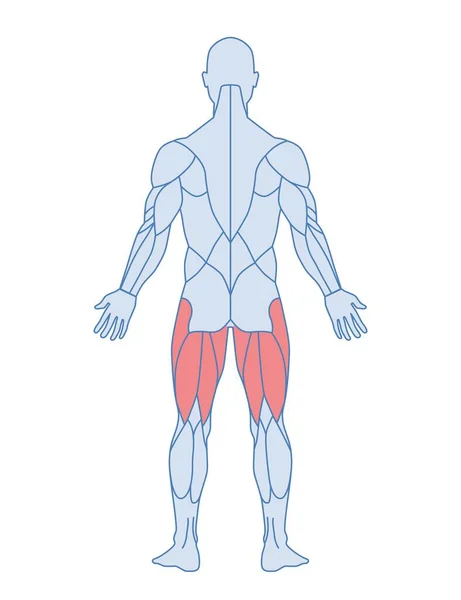 男性の筋解剖学 太ももの背部の強調筋肉を持つ男の図 セミメンブラヌスとセミテンディノス スポーツポスターのデザイン要素 白に隔離された漫画のフラットベクトルイラスト — ストックベクタ
