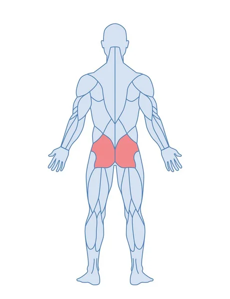 Männliche Muskelanatomie Konzept Charakterfigur Mit Hervorgehobener Gesäßmuskulatur Training Oder Training — Stockvektor