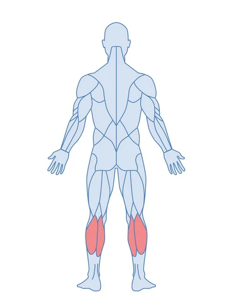 해부학 레우스 근육을 수컷의 다리가 색으로 강조되었다 교육용 일러스트는 흰색에 — 스톡 벡터