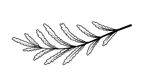 线条艺术分支 叶和叶 植物的一部分 灌木和树 夏天或春天 森林和花园 网站的海报或横幅 卡通平面矢量插图 — 图库矢量图片