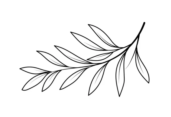 线条艺术分支 花园或森林 情人节和婚礼花束花束的一部分 夏天和春天 卡通平面矢量插图 — 图库矢量图片