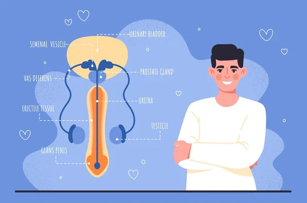 Manligt Fortplantningssystem Sexutbildning Infografik Biologi Och Anatomi Man Med Könsstruktur — Stock vektor