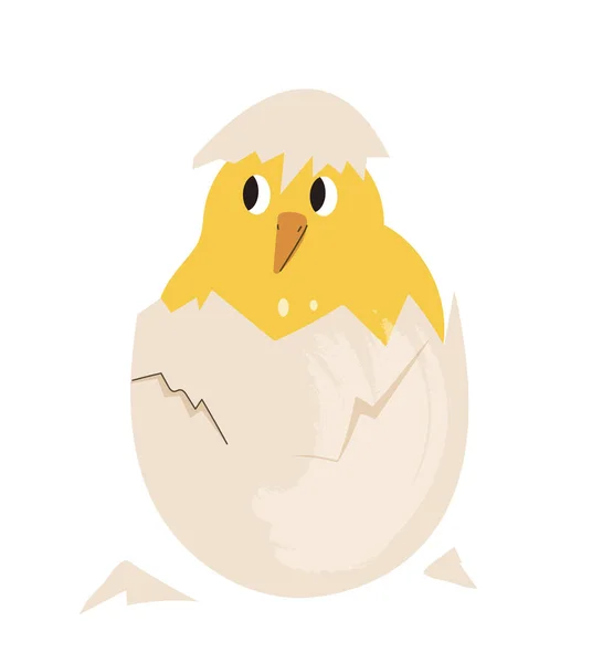 Kyckling Som Kläcks Ägg Brudar Med Skal Biologi Och Zoologi — Stock vektor
