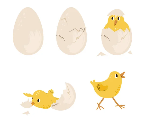 Kyckling Som Kläcks Ägg Brudar Med Skal Fågelns Livsstadier Och — Stock vektor