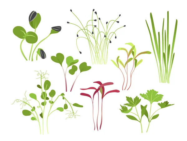 Green Sprouts Microgreen Set Botany Floristry Biology Plants Flowers Farming — Stock Vector