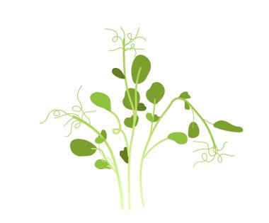 Yeşil filizler mikro yeşil kavram. Bahçıvanlık, tarım, tarım. İç mekan ve dekor elementi. Doğa ve bitki örtüsü. Çizgi film düz vektör çizimi beyaz arkaplanda izole edildi