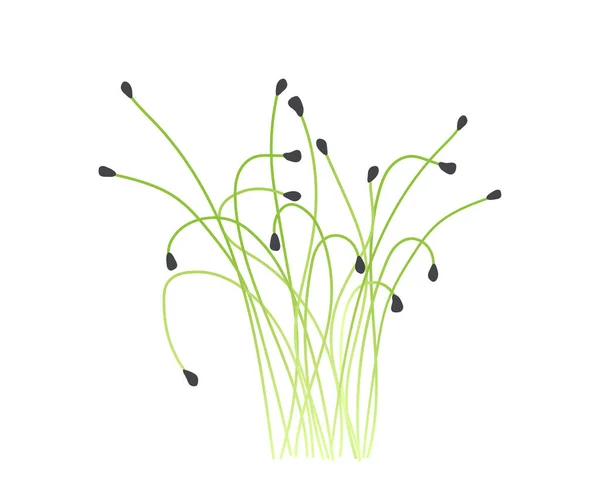 緑の芽マイクログリーンの概念 園芸や農業 ウェブサイトのポスターやバナー 春と夏のシーズン 白い背景に孤立した漫画のフラットベクトルイラスト — ストックベクタ