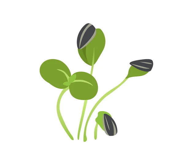 Brotes Verdes Concepto Microverde Naturaleza Vida Salvaje Planta Orgánica Jardinería — Vector de stock