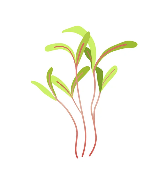 Πράσινα Λαχανάκια Μικροπράσινο Έννοια Φυτά Φύση Και Βιολογία Περιβάλλον Φρέσκο — Διανυσματικό Αρχείο
