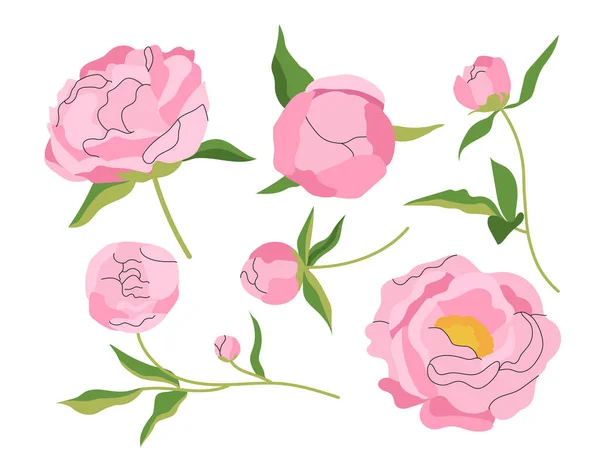 Ensemble Pivoines Roses Concept Esthétique Élégance Symbole Époque Printanière Estivale — Image vectorielle