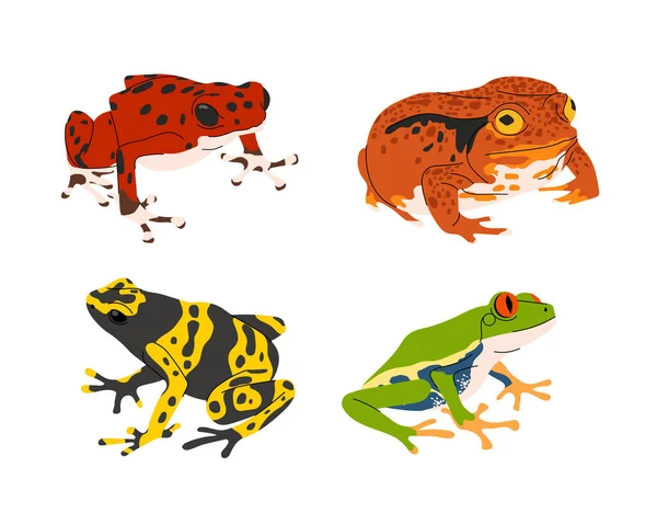 Sada Tropické Barevné Žáby Koncept Tropická Exotická Zvířata Biologie Zoologie — Stockový vektor