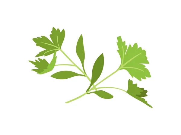 Evergreen Green Green Sprouts Concept Биология Флористика Ботаника Природа Сельское — стоковый вектор