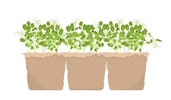 Evergreen Green Green Sprouts Pot Concept Сельское Хозяйство Ботаника Биология — стоковый вектор