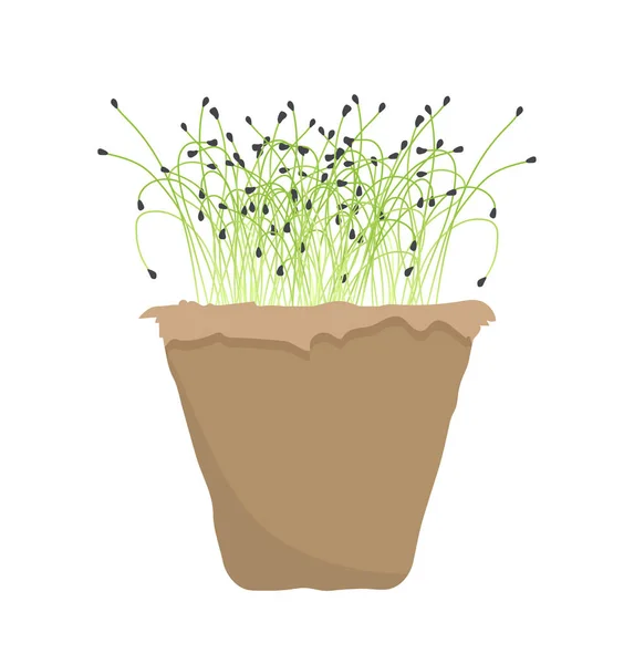 Choux Verts Persistants Pot Concept Nature Biologie Botanique Floristique Élément — Image vectorielle