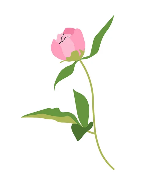 Concepto Peonía Elegante Rosa Hermosa Flor Planta Matrimonio Aniversario Boda — Vector de stock
